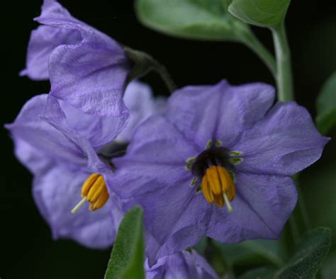 The Fascinating World of Blue Witch Nightshade: Botany and Chemistry